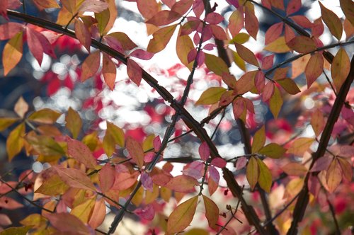 DSC_5145_ACR