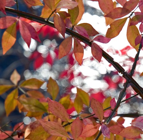 Bright River Reflection (filtered thru red leaves)