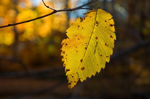 DSC_5128_ACR