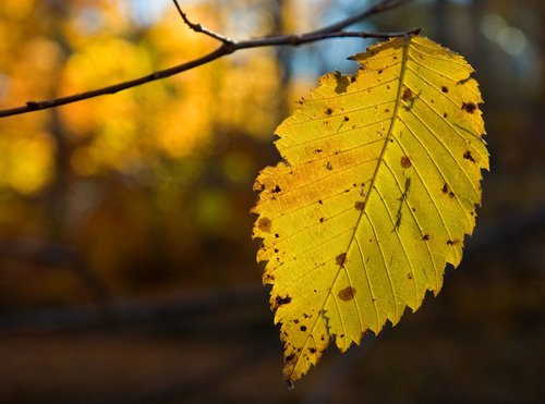 Solitary (Elm Leaf)
