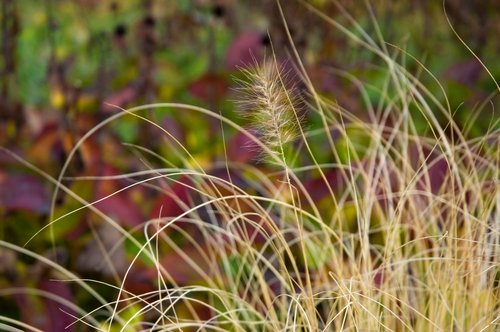 Late Fall Garden