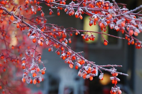 Frost (on Red)