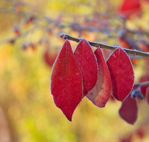 Frost (Red and Gold)