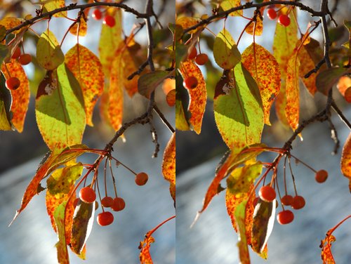 Crab Apple (Stereo Pair for 3D Viewing)
