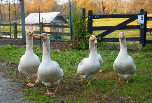 Graylag Geese