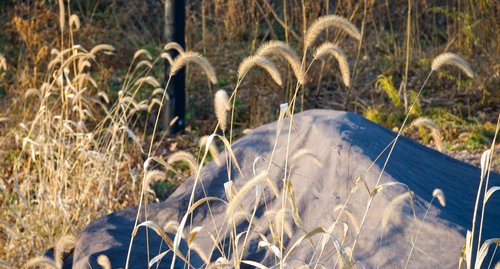 Dried Grass (Context)
