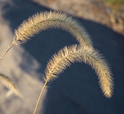 Dry Grass (Genus Setaria)