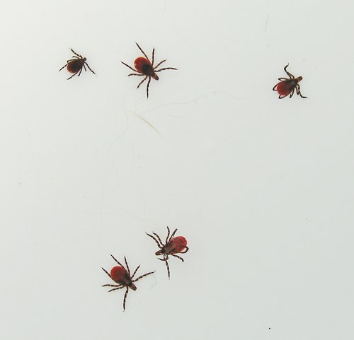 Adult Deer Ticks in Alcohol (Detail)