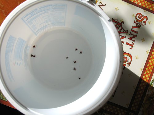 Deer Ticks in Alcohol