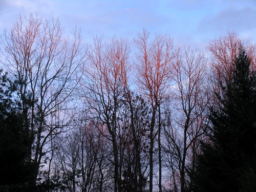 Sunset Tree Branches