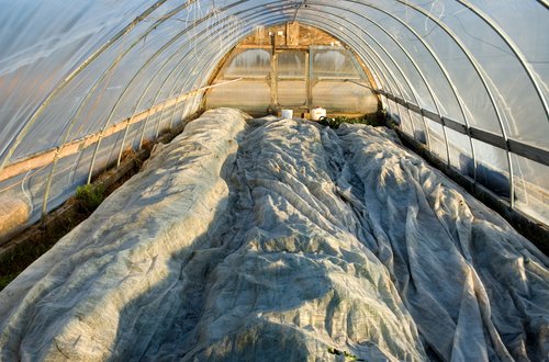 Greenhouse (Winter beds)