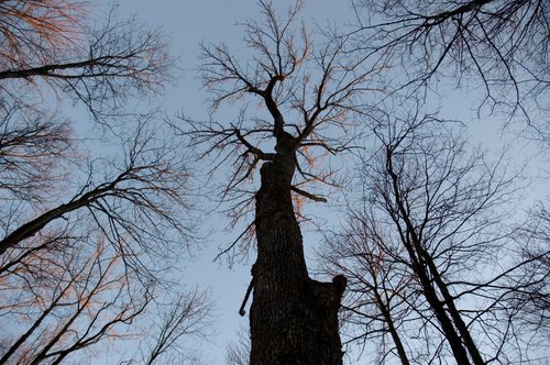 Trees talking *