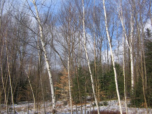 Birch Wood