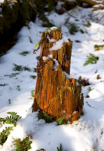 Tree Stump (Warm afternoon sunlight)
