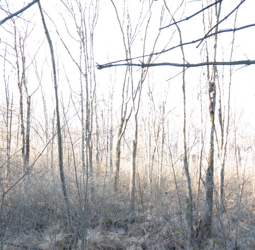 Fast Trees in Warm Winter