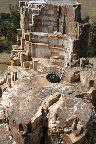 Petrified Tree Stump
