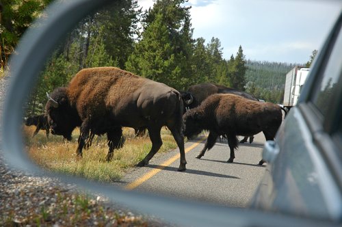 Where the Buffalo Roam