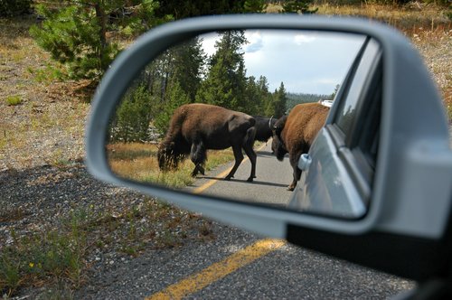 Meanwhile, back in Yellowstone . . .