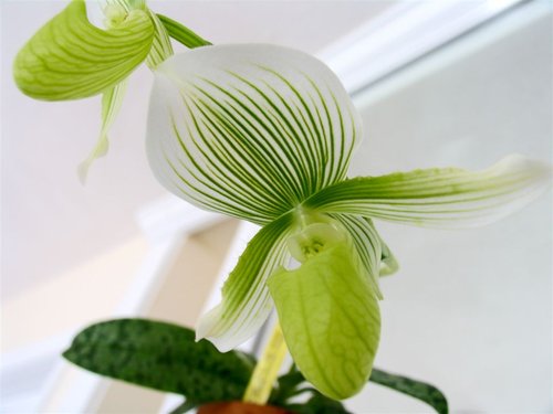 Orchid hybrid: Paph. Maudiae (closeup)