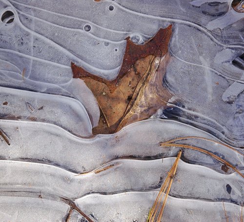 Ice layers and leaf debris