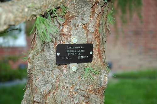 The Larch