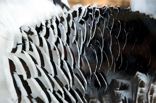 Turkey Feather Patterns