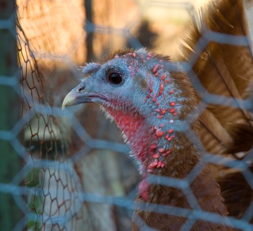 Hen at 70° Fahrenheit
