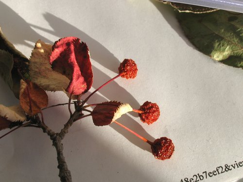 Dried Crab Apple Fruit
