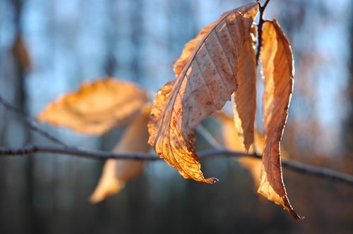 Curling Leaves