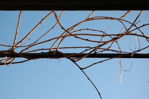 Intertwine