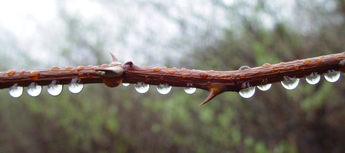 Multiflora Rose (Water Beads On)