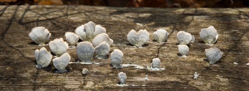 Shelf Fungus (Unidentified)