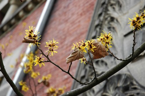 Witch Hazel Blossoms
