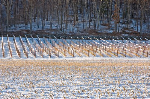 Winter Fields (Corn and Grape)