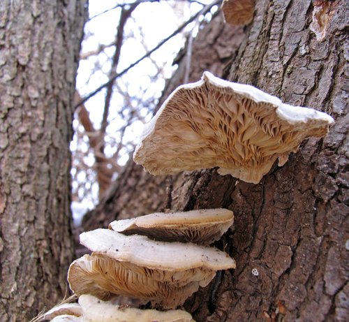 Shelf Fungus in Winter