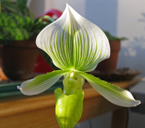 Paph. Maudiae (in bloom again)