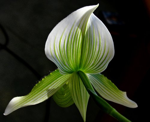 Paph. Maudiae (Flower Back)