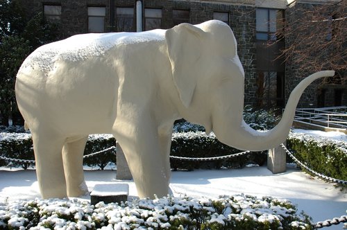 Jumbo (The Tufts Mascot)