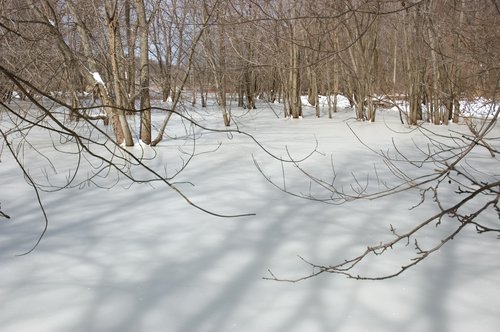 Ice Storm (Frozen Wetland)