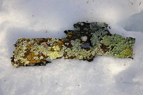 Lichen on Snow