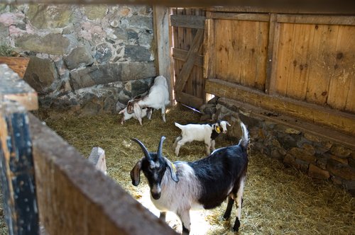 Newborn (in the Goat Pen at Codman Farm)