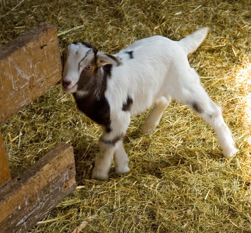 Baby Goat in 'A Barn'