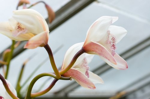 Orchids for Easter