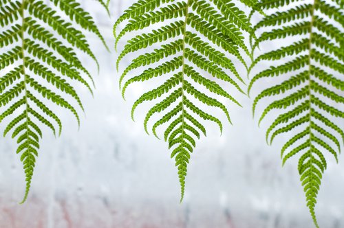 Three Green Fronds