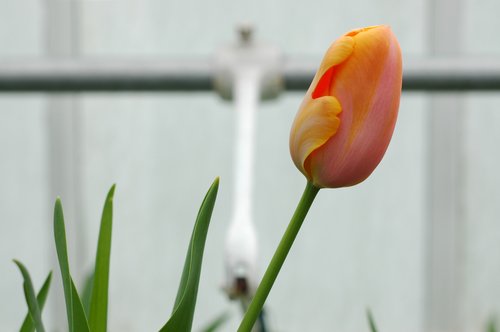 Orange Tulip