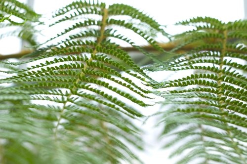 Tree Fern