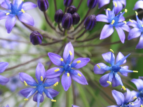 Lily Macro 2