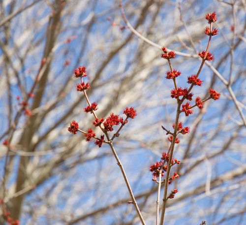 Red Maple Buds