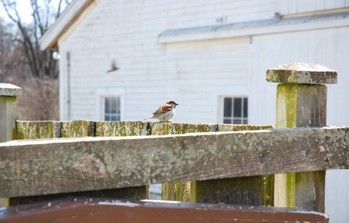 Codman Farm Sparrow