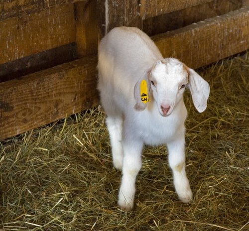 Baby Goat at Codman